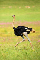 Ostrich (Struthio camelus) male running,  Rietvlei Nature Reserve, Gauteng, South Africa. (This image may be licensed either as rights managed or royalty free.)
