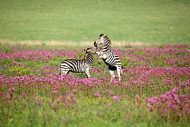 Zebras (Equus burchellii) fighting in PomPom weed (Campuloclinium macrocephalum) Rietvlei Nature Reserve; , Gauteng, South Africa, February.