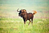 Black wildebeest (Connochaetus gnou) Rietvlei Nature Reserve, South Africa