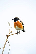 African stonechat (Saxicola torquata) Rietvlei Nature Reserve, South Africa.