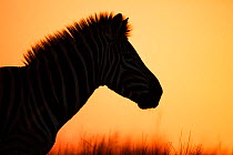 Zebra (Equus quagga) silhouetted at sunrise, Rietvlei Nature Reserve, South Africa.