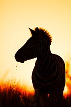 Zebra (Equus quagga) silhouetted at sunrise, Rietvlei Nature Reserve, South Africa.