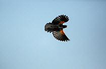 Fantailed widowbird (Euplectes axillaris) Marievale Bird Sanctuary, South Africa.