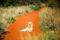 Lion (Panthera leo) resting in water, Northern Cape Province; South Africa