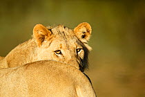Lion (Panthera leo) rear view of lioness, Northern Cape Province, South Africa.