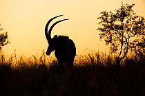 Sable antelope (Hippotragus niger) silhouetted, South Africa.