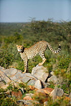 Cheetah (Acinonyx jubatus) with radio collar, Kalahari, Northern Cape Province, South Africa.