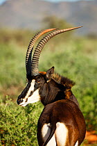 Sable antelope (Hippotragus niger) male, South Africa.