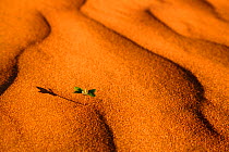 Seedling growing  from sand dunes, South Africa.
