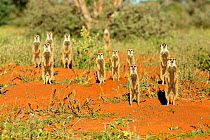 Meerkats (Suricata suricatta) sentry behaviour, Kalahari, South Africa. (This image may be licensed either as rights managed or royalty free.)