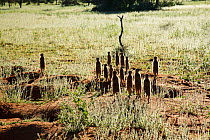 Meerkats (Suricata suricatta) sentry behaviour, Kalahari, South Africa.