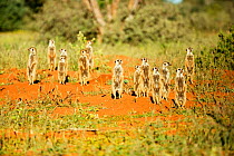 Meerkats (Suricata suricatta) sentry behaviour, Kalahari, South Africa.