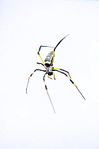 Golden Orb spider (Nephila sp) Kruger National Park, South Africa