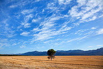 Wheatfield and clouds, Tulbagh Valley, Western Cape, South Africa.
