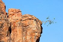 Fig Tree growing out of rocks, Limpopo Province, Mapungubwe National Park, South Africa.