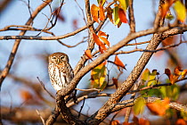 Pearlspotted owl (Glaucidium perlatum) perched in Mopani Tree, Kruger National Park, South Africa.