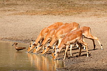 Impalas (Aepyceros melampus) drinking with Hamerkop, Kruger National Park, Limpopo Province, South Africa,