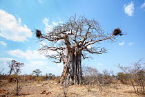 Baobab (Adansonia digitata) tree, Kruger National Park, Limpopo Province, South Africa, Buffalo Weaver Nests,