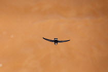 Little swift (Apus affinis) Kruger National Park, South Africa.