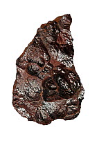 Botryoidal hematite  main ore mineral of iron, Morocco