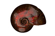 Ammonite (Cleoniceras besairei) Lower Cretaceous, Mahajanga, Madagascar