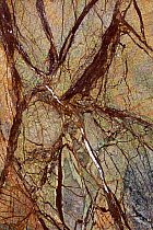 Serpentinite, 'rainforest brown' slab, India, March.