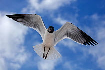 Laughing gull (Leucophaeus atricilla) in flight, Mississippi gulf coast, USA. March.