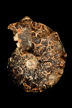 Fossil ammonite (Surriceras sp) from Cretaceous period, Morocco