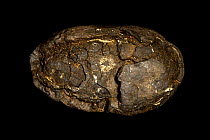 Polymetallic nodule, also called manganese nodule, rock concretion formed of concentric layers of iron and manganese hydroxides around a core. From Blake Plateau, Atlantic ocean, collected in 1970's.