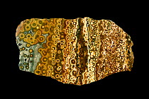 Orbicular jasper, 'ocean jasper' from Madagascar,  a variety of jasper which contains spherical inclusions.