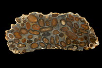 Hertfordshire Puddingstone, a conglomerate of  well rounded flint pebbles, embedded in a matrix of fine pale coloured sand, all bound together by hard natural silica cement, Hertfordshire, england