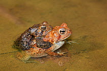 American toads (Bufo americanus) pair in amplexus, Maryland, USA, May.