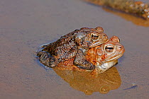 American toads (Bufo americanus) pair in amplexus, Maryland, USA, May.