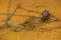 American toads (Bufo americanus) pair in amplexus, laying eggs, Maryland, USA, May.