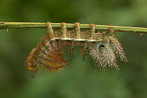 Caterpillar (Automeris postalbida) in tropical rainforest, Guanacaste National Park, Costa Rica