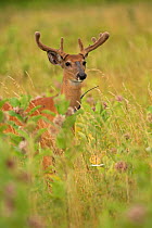 White-tailed deer (Odocoileus virginianus) buck in velvet with radio collar, Virginia, USA, July.