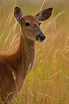 White-tailed deer (Odocoileus virginianus) doe, Virginia, USA, July.