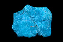 Turquoise sample from Tonapah, Nevada, USA. Turquoise is an opaque, blue-to-green mineral that is a hydrated phosphate of copper and aluminium