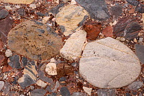 Leesburg Limestone Conglomerate close-up showing clasts from Frederick County, Maryland, USA. From Triassic Period.