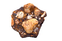 Conglomerate from Delaware bay, Delaware. Clasts cemented by ironstone (iron oxide), formed at the top of the water table