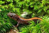 Shenandoah salamander (Plethodon shenandoah) Virigina, USA, July.