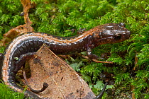 Shenandoah salamander (Plethodon shenandoah) Shenandoah National Park, Virginia, USA, July.