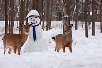 White-tailed deer (Odocoileus virginianus) with snowman, New York, USA.