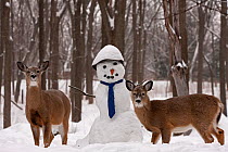 White-tailed deer (Odocoileus virginianus) with snowman, New York, USA.