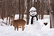 White-tailed deer (Odocoileus virginianus) with snowman, New York, USA. February 2015.
