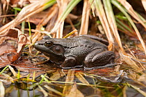 Green frog (Lithobates clamitans) Virginia, USA, April.