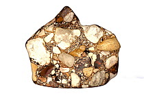 Conglomerate or puddingstone, a sedimentary rock. From Tennessee.