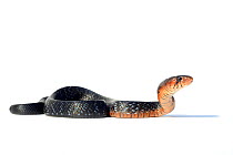 Eastern indigo snake (Drymarchon couperi) on white background. Captive, occurs in South East Asia.