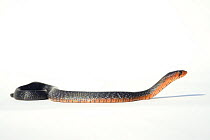 Eastern indigo snake (Drymarchon couperi) on white background. Captive, occurs in South East Asia.