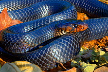 Eastern indigo snake (Drymarchon couperi) captive, occurs in South East USA.